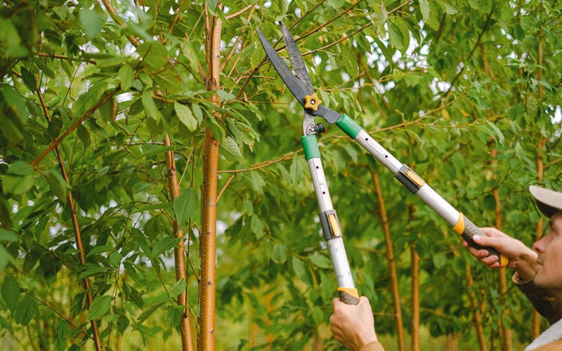 Tree trimming in Franklinville, NC