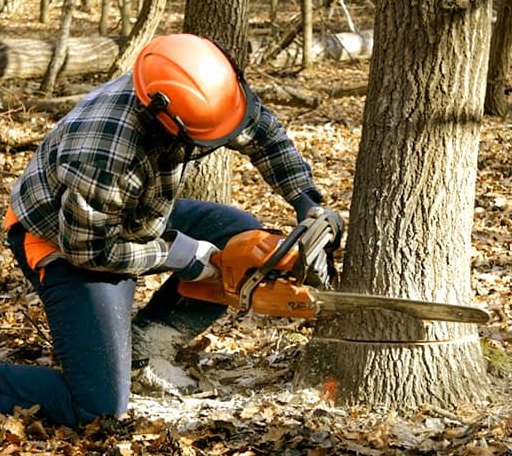 Tree Removal in Franklinville, NC